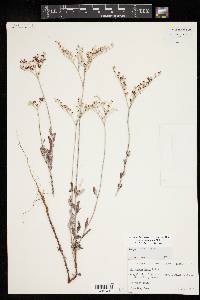 Eriogonum annuum image