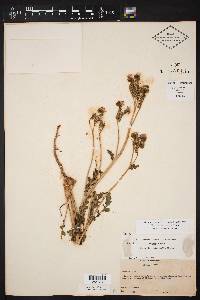 Phacelia intermedia image