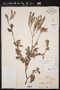 Phacelia congesta image