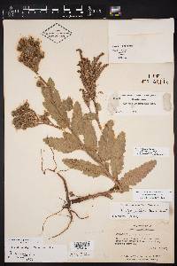 Phacelia texana image