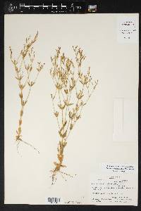 Centaurium pulchellum image