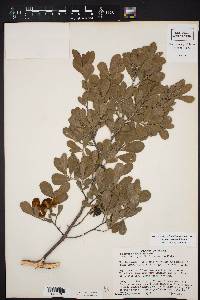 Diospyros texana image