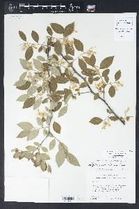 Styrax americanus image