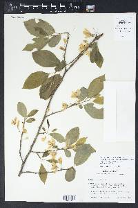 Halesia diptera image