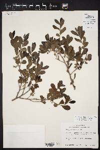 Diospyros texana image