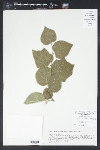 Styrax platanifolius image