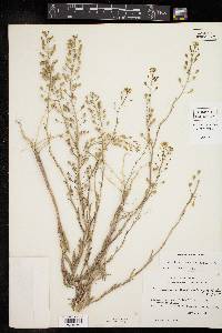 Camelina microcarpa image