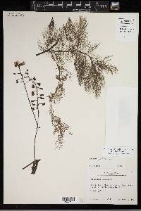 Utricularia foliosa image