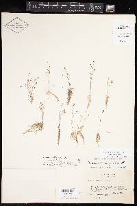 Utricularia gibba image