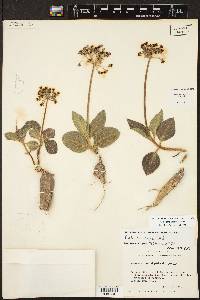 Asclepias scaposa image