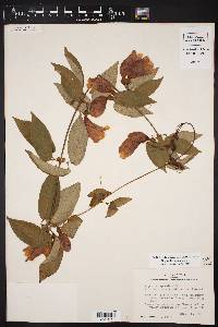 Bignonia capreolata image