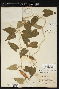 Matelea reticulata image