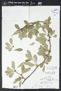 Sideroxylon lanuginosum image