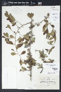 Sideroxylon celastrinum image