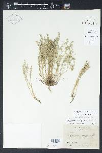 Polypremum procumbens image