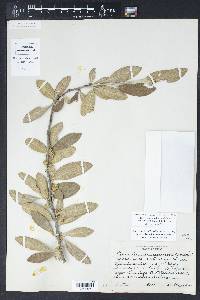 Sideroxylon lanuginosum image