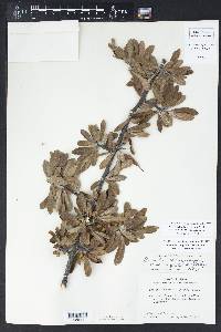 Sideroxylon lanuginosum image