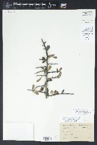 Sideroxylon lanuginosum image