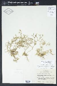 Polypremum procumbens image