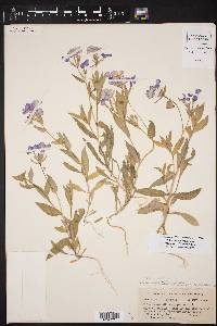 Phlox drummondii var. tharpii image