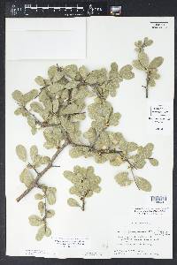 Sideroxylon lanuginosum subsp. rigidum image