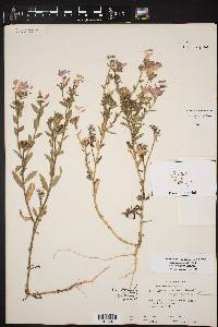 Phlox drummondii image