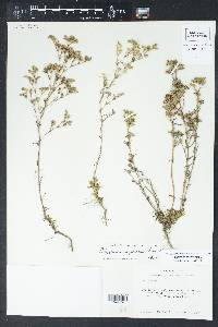 Polypremum procumbens image