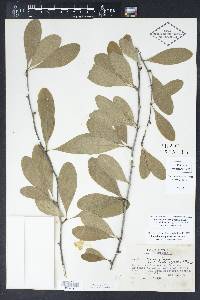 Sideroxylon lanuginosum image