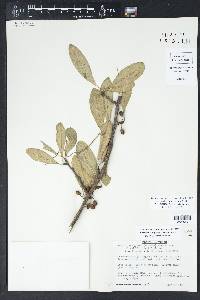 Sideroxylon lanuginosum image