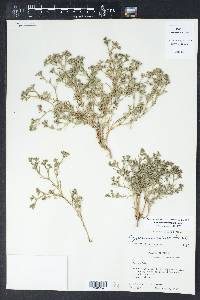 Polypremum procumbens image