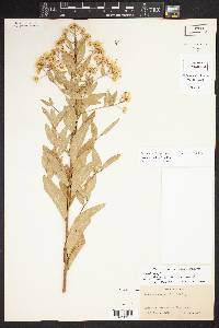 Image of Vernonia pallens