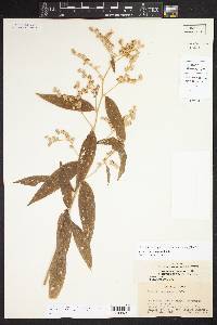 Vernonia arborescens image