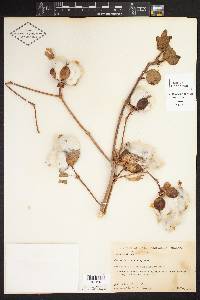 Gossypium hirsutum image