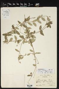 Metastelma schlechtendalii var. trichophyllum image