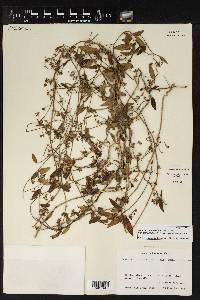 Metastelma schlechtendalii var. trichophyllum image