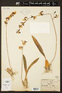 Oncidium reflexum image