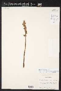 Image of Spiranthes confusa