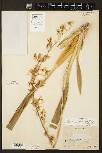 Oncidium sphacelatum image