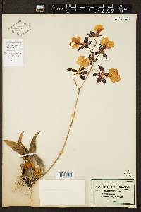 Oncidium tigrinum image