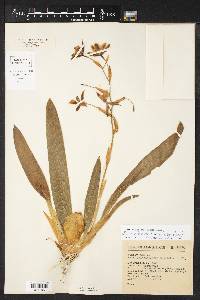 Rhynchostele maculata image