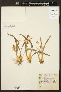 Oncidium ghiesbreghtianum image