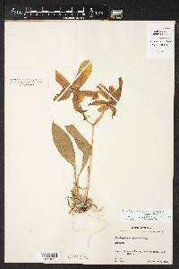 Rossioglossum grande image