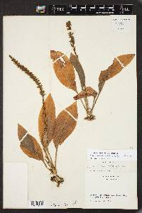 Spiranthes costaricensis image