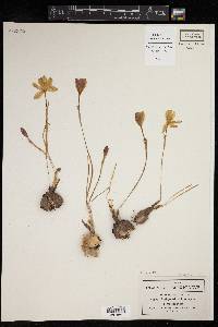 Zephyranthes lindleyana image