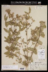 Brickellia oliganthes image