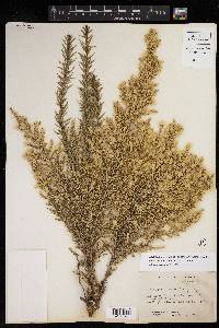 Brickellia spinulosa image