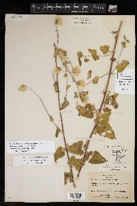 Brickellia simplex image