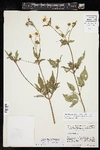 Bidens alba var. radiata image