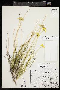 Heliopsis filifolia image