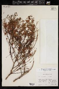 Acacia angustissima var. angustissima image